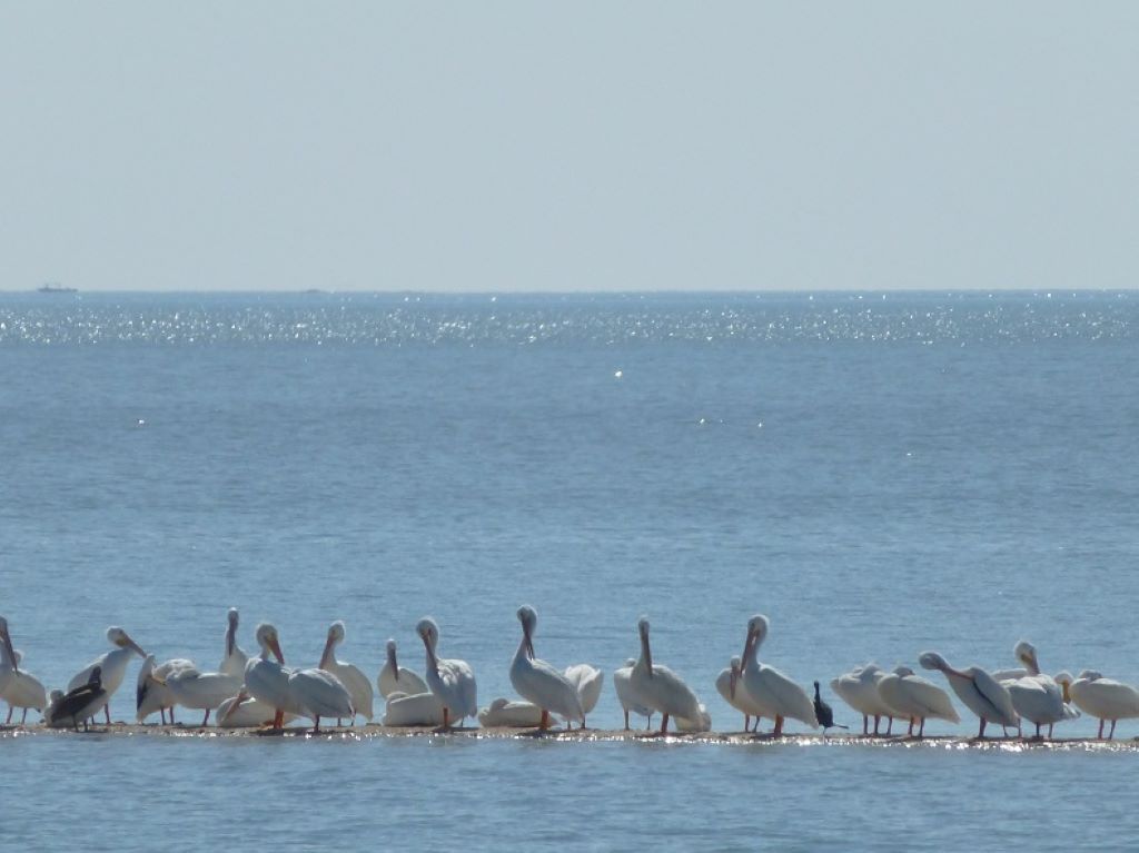 Marco Island pelicans